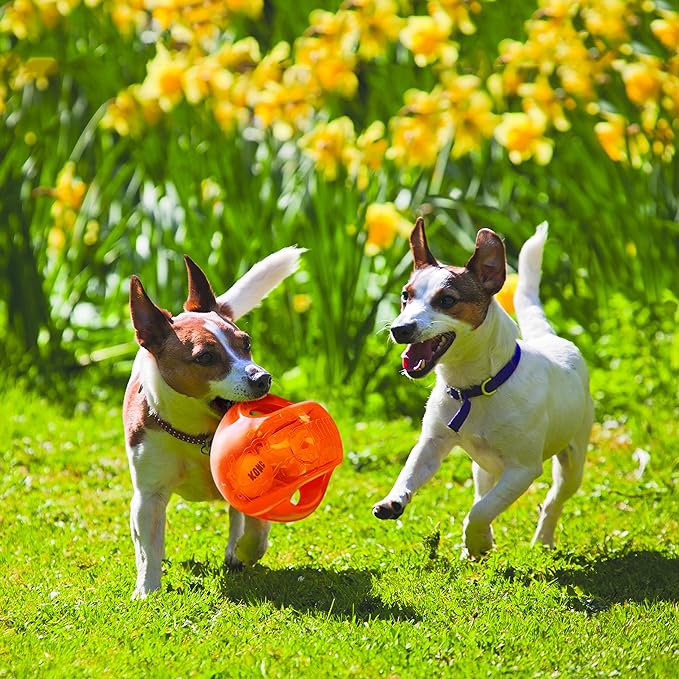 Two dogs playing with a bright orange toy in a grassy field, perfect for dogs who love to shred. Two dogs playing with a bright orange toy in a grassy field, perfect for dogs who love to shred.