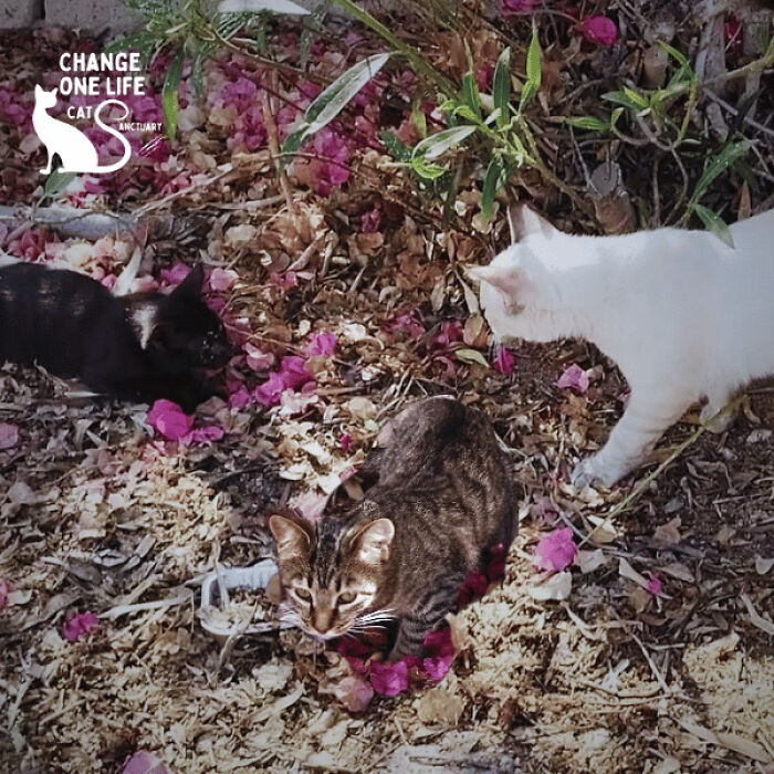 These Two Orphaned Kittens Are Learning To Enjoy The Warmth Of A Home