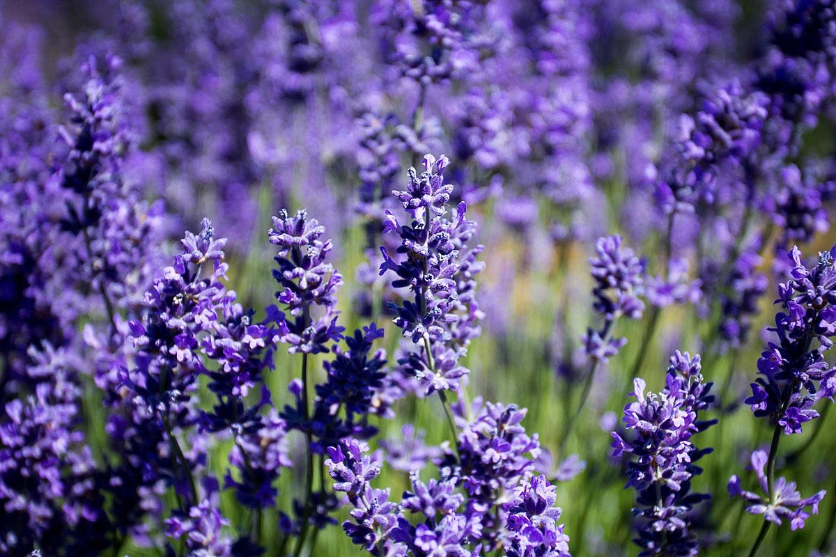 Lavender flowers in bloom, Oregon Lavender flowers in bloom, Oregon