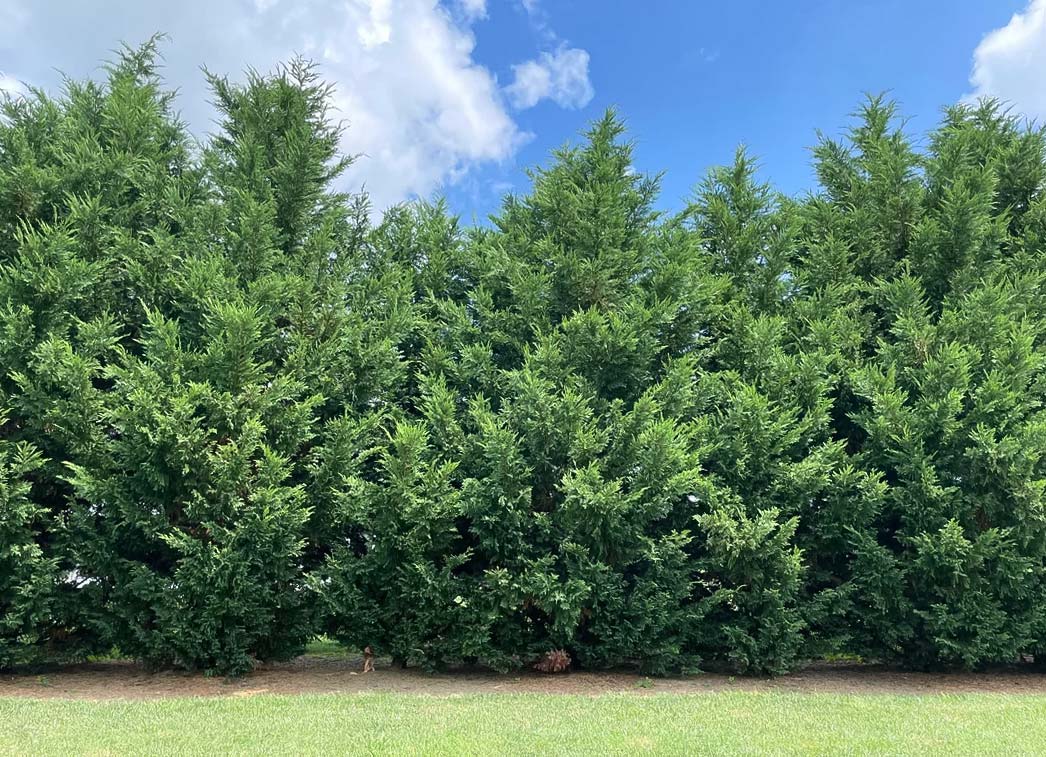 Leyland Cypress row