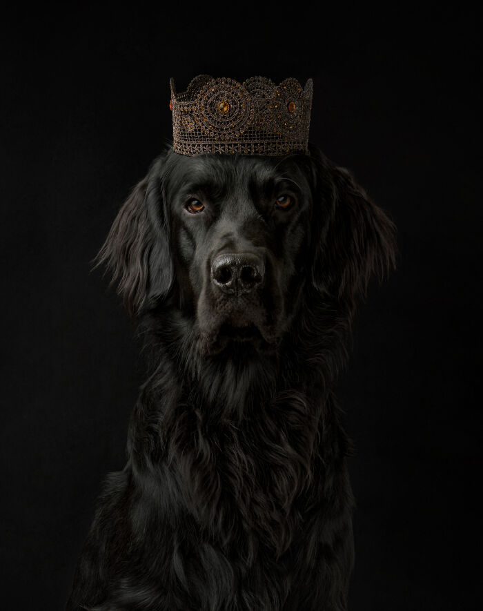 Black dog wearing an ornate crown against a dark background, featured in the 2023 international photography awards nature images.
