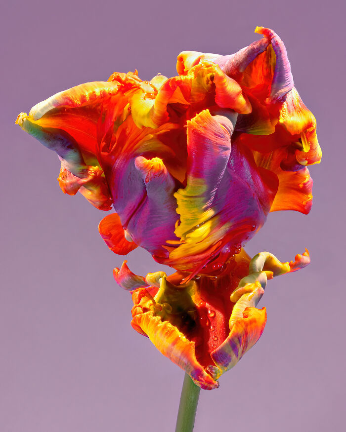 Vibrant close-up of a multi-colored flower showcasing detailed petals in winning nature images from 2023 photography awards.