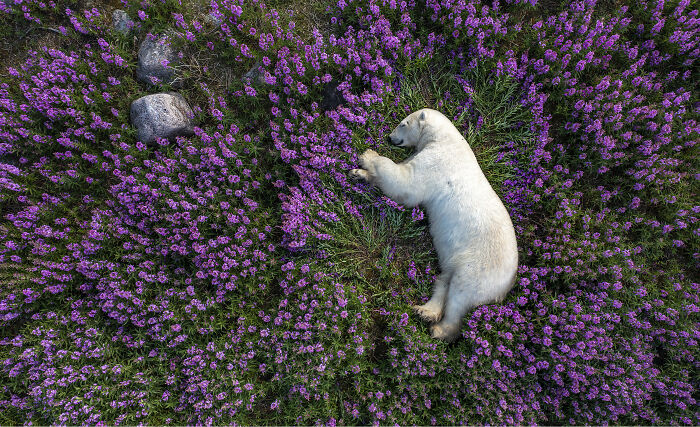 Polar bear resting among vibrant purple flowers in a stunning nature image from 2023 International Photography Awards.