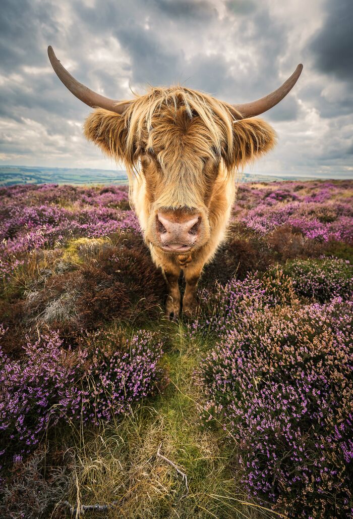 Highland cow standing in a field of purple flowers, one of the winning nature images from the 2023 International Photography Awards.