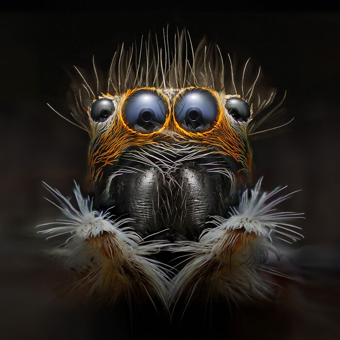 Close-up macro of a jumping spider showcasing intricate details in winning nature images from 2023 photography awards.