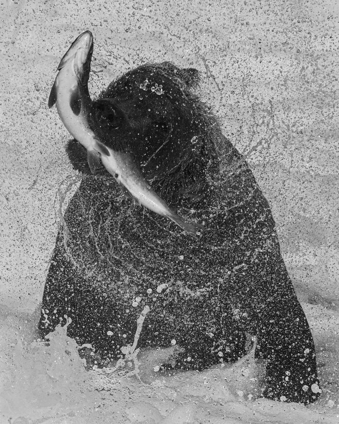 Black and white photo of a bear catching a fish in water splashes, featured in winning nature images photography awards.