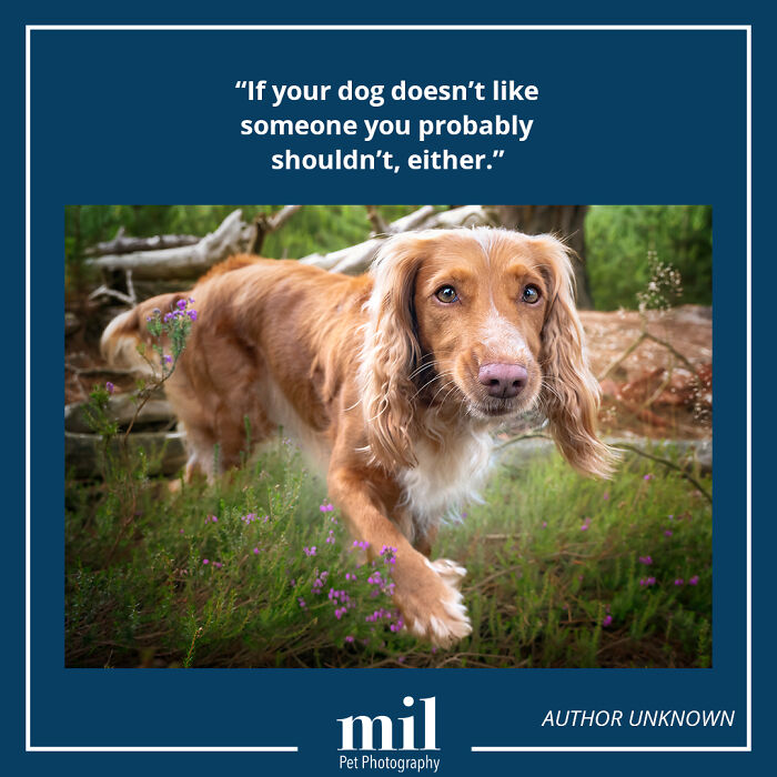 "If Your Dog Doesn't Like Someone You Probably Shouldn't Either"