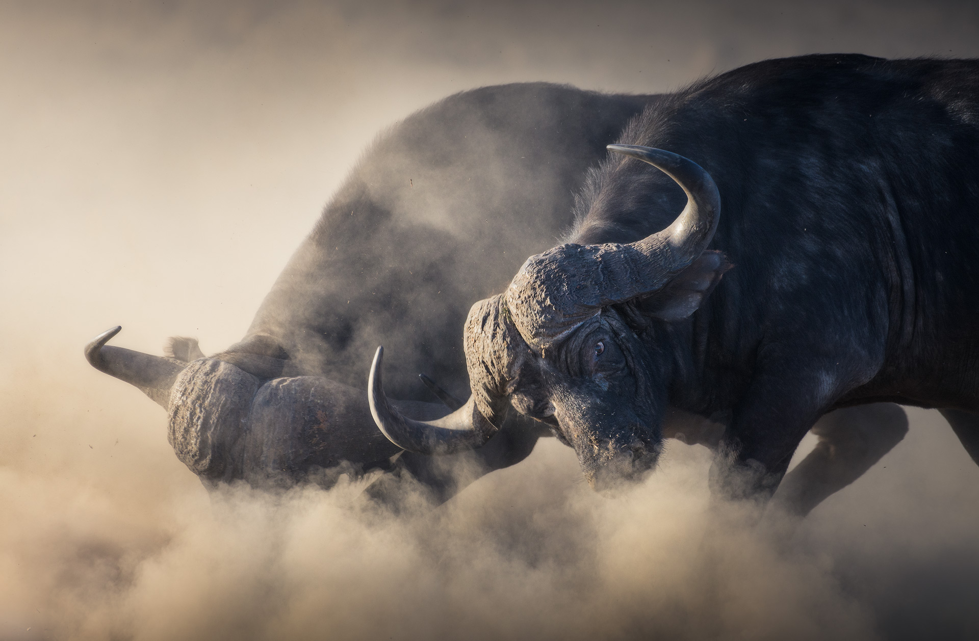 Mark Dumbleton – Marauding Buffalo | Winner: Second Overall (South African Photographer Of The Year 2022)