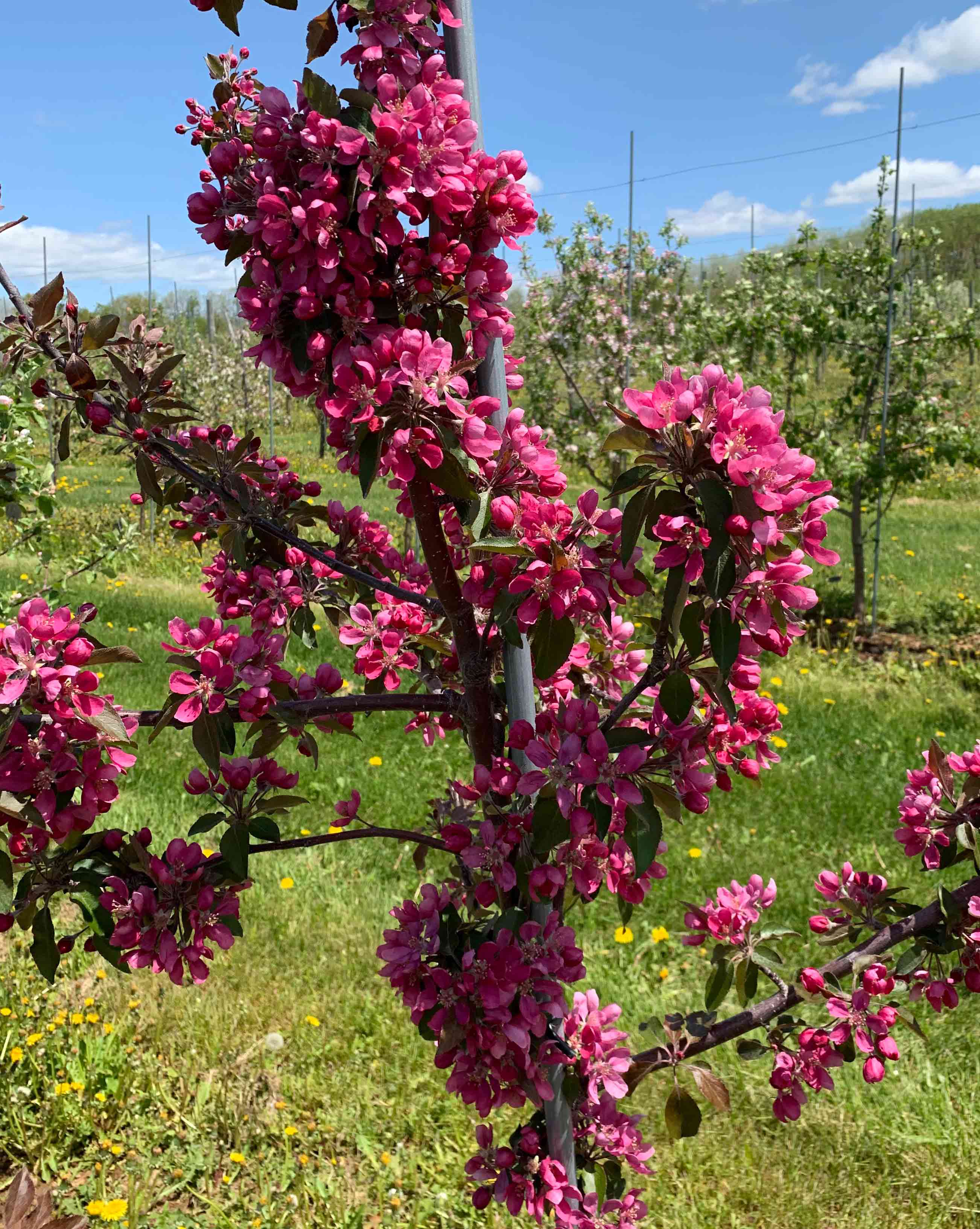 Maypole apple tree in bloom