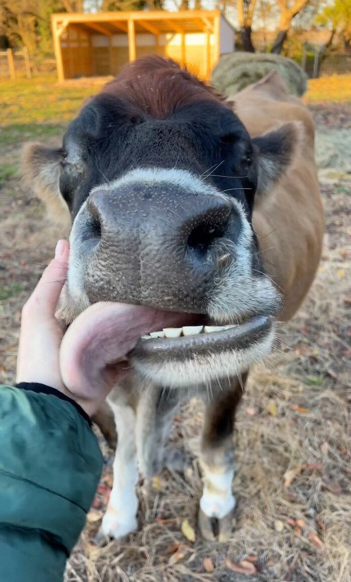This Blind Cow Can&rsquo;t Stop Cuddling With The People Who Rescued Her From A Dairy Farm