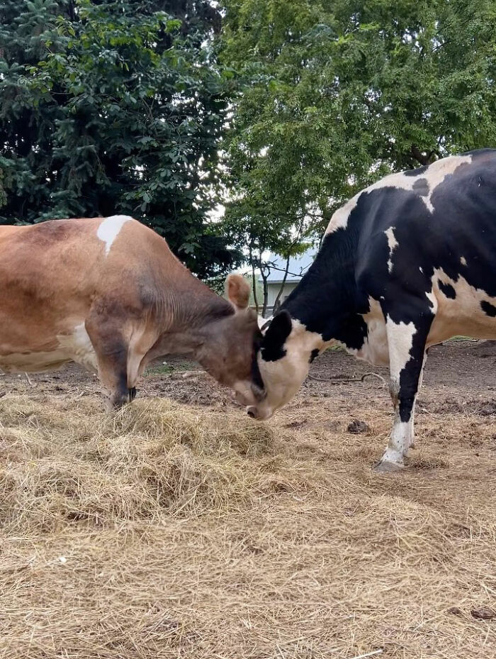 This Blind Cow Can&rsquo;t Stop Cuddling With The People Who Rescued Her From A Dairy Farm