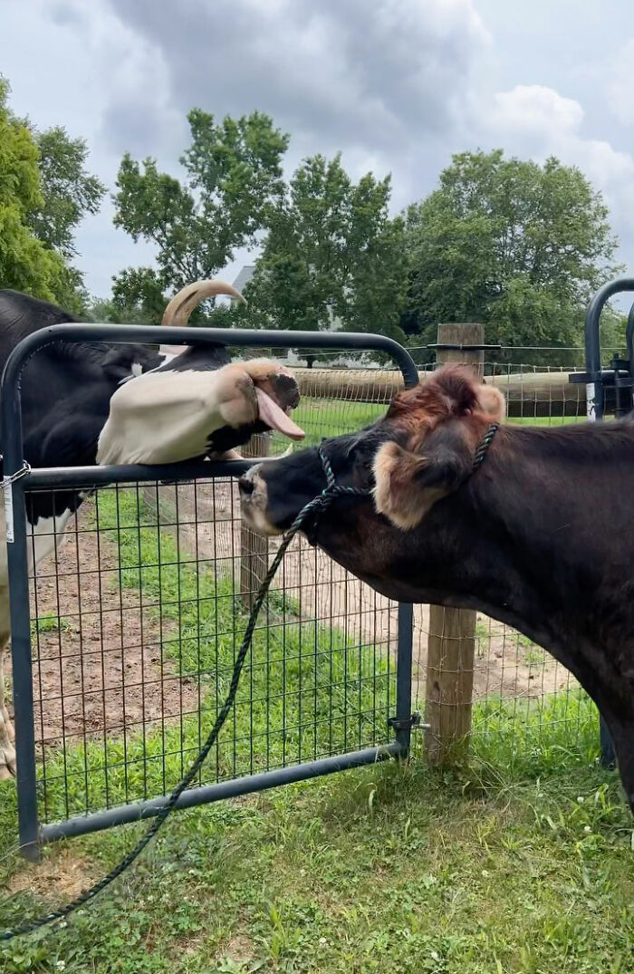 This Blind Cow Can&rsquo;t Stop Cuddling With The People Who Rescued Her From A Dairy Farm