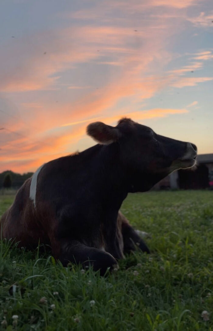 This Blind Cow Can&rsquo;t Stop Cuddling With The People Who Rescued Her From A Dairy Farm
