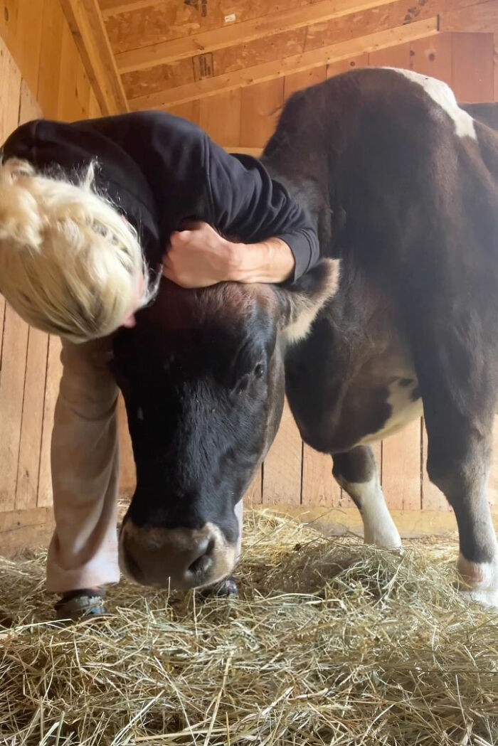 This Blind Cow Can&rsquo;t Stop Cuddling With The People Who Rescued Her From A Dairy Farm
