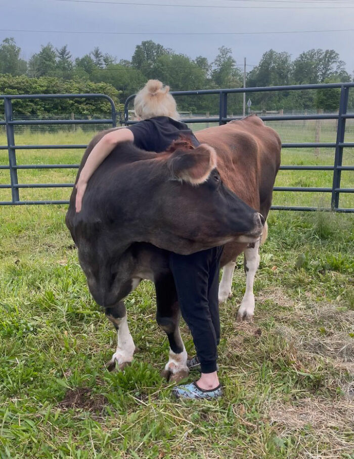 This Blind Cow Can&rsquo;t Stop Cuddling With The People Who Rescued Her From A Dairy Farm