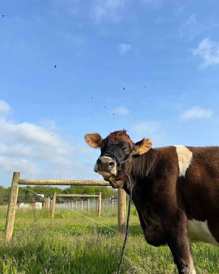 This Blind Cow Can&rsquo;t Stop Cuddling With The People Who Rescued Her From A Dairy Farm