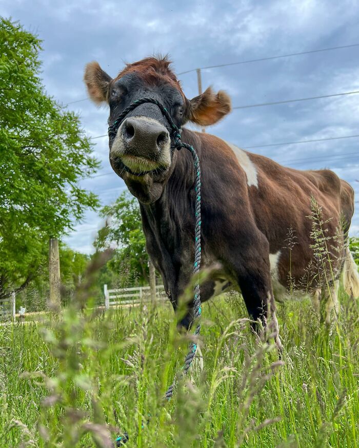 This Blind Cow Can&rsquo;t Stop Cuddling With The People Who Rescued Her From A Dairy Farm
