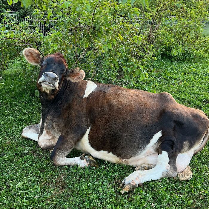 This Blind Cow Can&rsquo;t Stop Cuddling With The People Who Rescued Her From A Dairy Farm