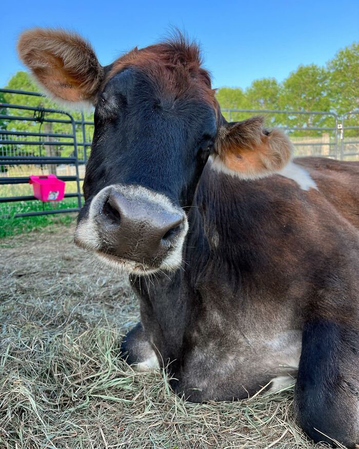 This Blind Cow Can&rsquo;t Stop Cuddling With The People Who Rescued Her From A Dairy Farm