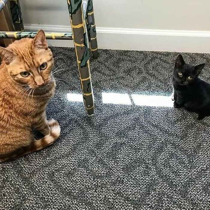 An Animal Clinic That Adopted This Black Cat, Realized He Wouldn’t Grow Much Due To Dwarfism An Animal Clinic That Adopted This Black Cat, Realized He Wouldn’t Grow Much Due To Dwarfism