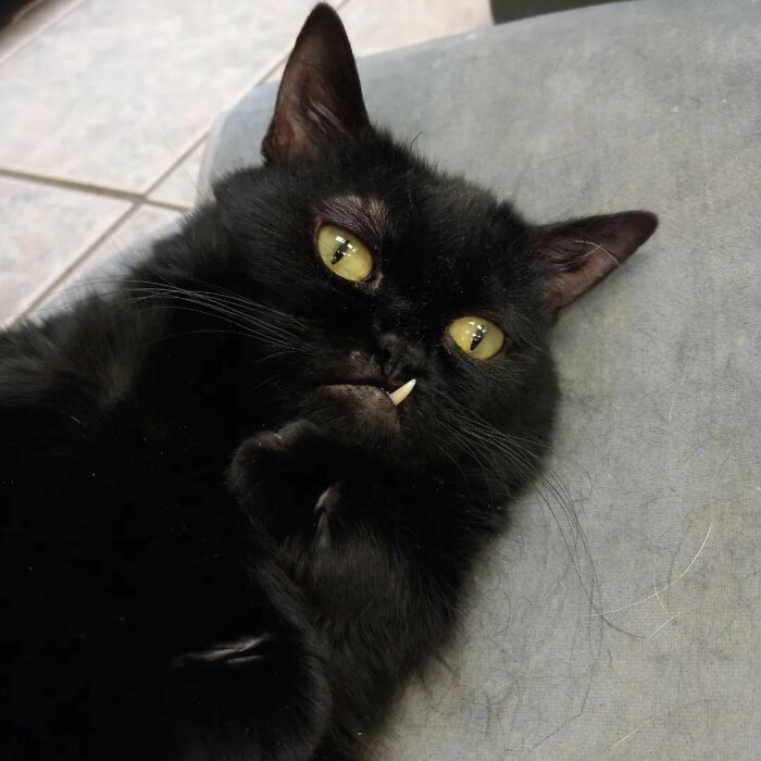 An Animal Clinic That Adopted This Black Cat, Realized He Wouldn’t Grow Much Due To Dwarfism An Animal Clinic That Adopted This Black Cat, Realized He Wouldn’t Grow Much Due To Dwarfism