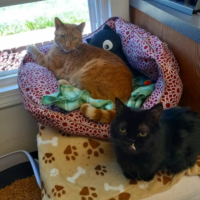 An Animal Clinic That Adopted This Black Cat, Realized He Wouldn’t Grow Much Due To Dwarfism An Animal Clinic That Adopted This Black Cat, Realized He Wouldn’t Grow Much Due To Dwarfism