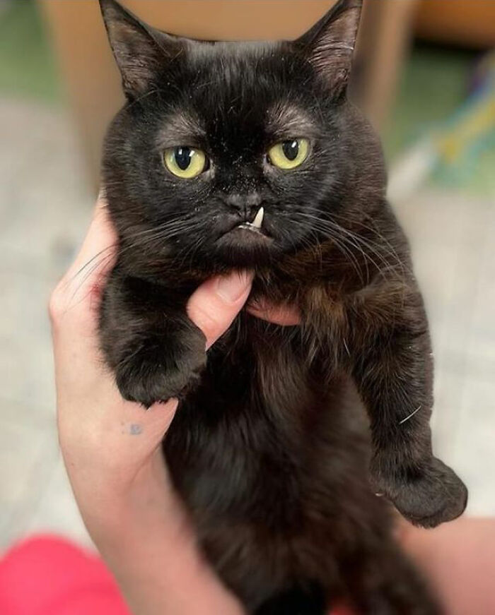 An Animal Clinic That Adopted This Black Cat, Realized He Wouldn’t Grow Much Due To Dwarfism An Animal Clinic That Adopted This Black Cat, Realized He Wouldn’t Grow Much Due To Dwarfism
