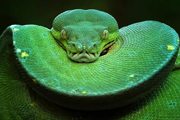 This Photographer Takes Beautiful Close-Up Images Of Cold-Blooded Animals Minding Their Business (30 New Pics)
