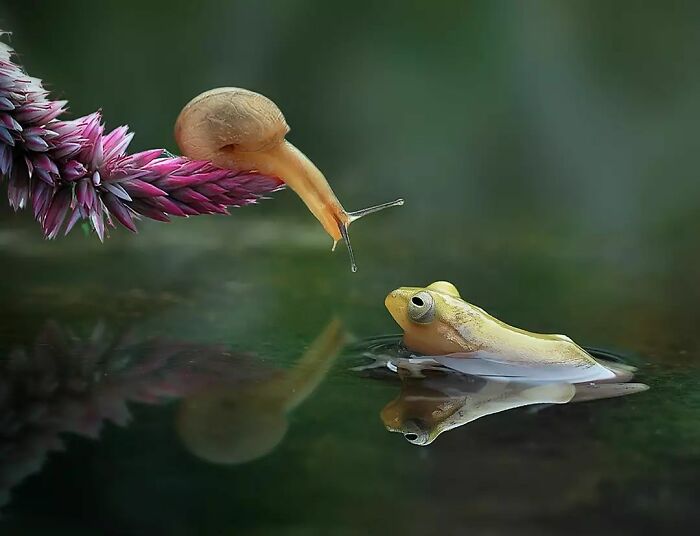 This Photographer Takes Beautiful Close-Up Images Of Cold-Blooded Animals Minding Their Business (30 New Pics)