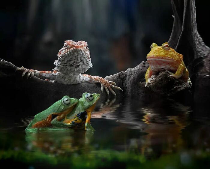 This Photographer Takes Beautiful Close-Up Images Of Cold-Blooded Animals Minding Their Business (30 New Pics)