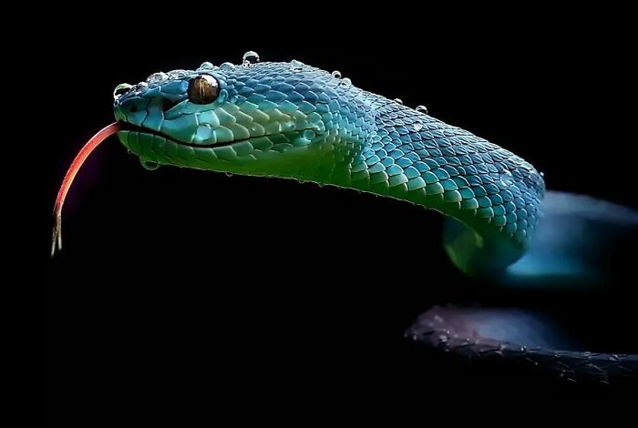 This Photographer Takes Beautiful Close-Up Images Of Cold-Blooded Animals Minding Their Business (30 New Pics)