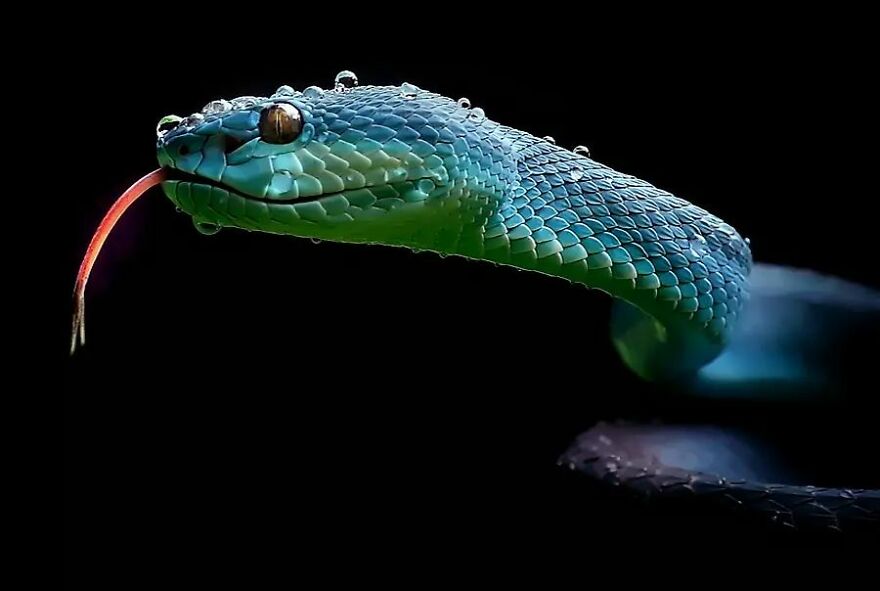 Meet Yan Hidayat, The Indonesian Photographer Who Takes Captivating Photos Of Small Reptiles (New Pics)