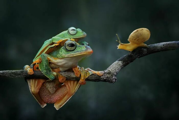 This Photographer Takes Beautiful Close-Up Images Of Cold-Blooded Animals Minding Their Business (30 New Pics)