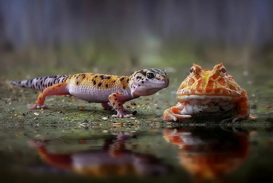 Meet Yan Hidayat, The Indonesian Photographer Who Takes Captivating Photos Of Small Reptiles (New Pics)