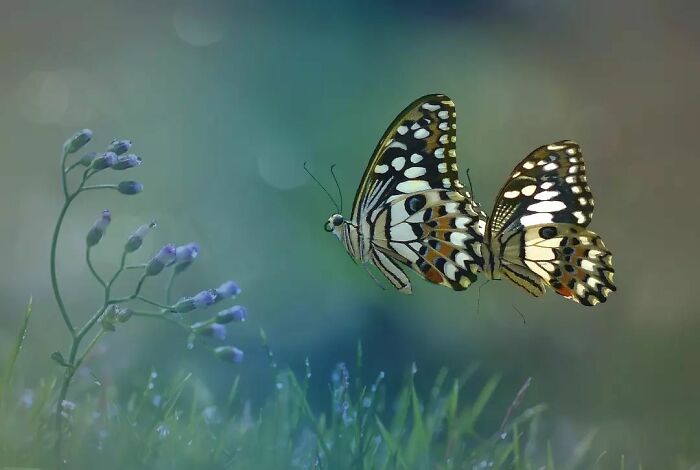 This Photographer Takes Beautiful Close-Up Images Of Cold-Blooded Animals Minding Their Business (30 New Pics)