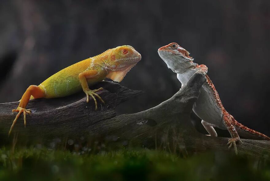 Meet Yan Hidayat, The Indonesian Photographer Who Takes Captivating Photos Of Small Reptiles (New Pics)