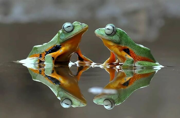 This Photographer Takes Beautiful Close-Up Images Of Cold-Blooded Animals Minding Their Business (30 New Pics)
