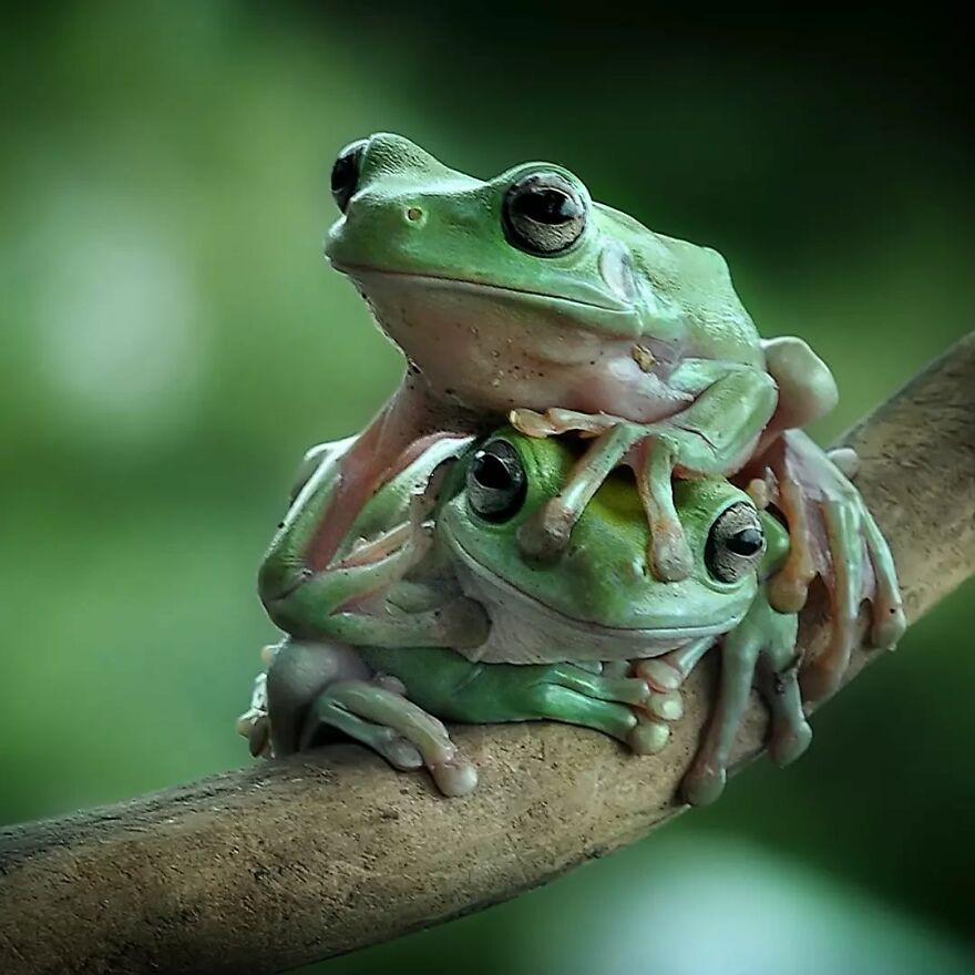 Meet Yan Hidayat, The Indonesian Photographer Who Takes Captivating Photos Of Small Reptiles (New Pics)