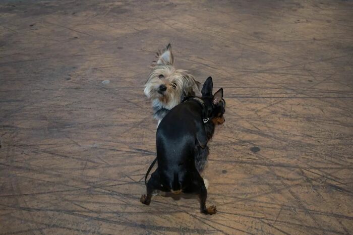 A Photograph Of Two Dogs