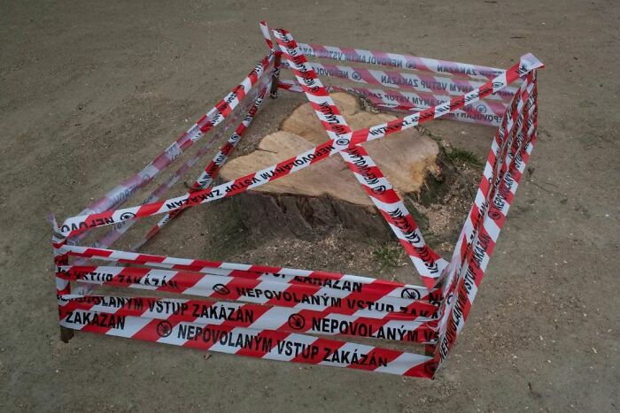 A Photograph Of A Chopped Tree