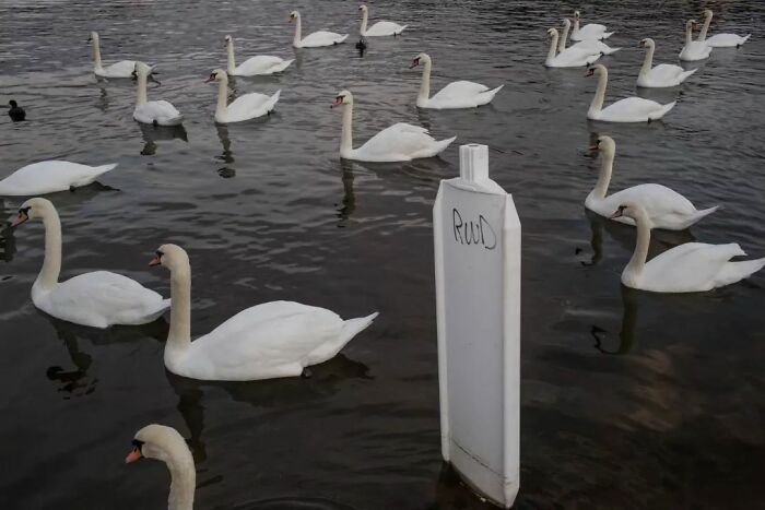 A Photograph Of Swans