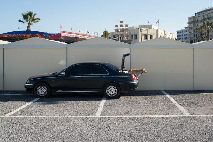 A Photograph Of A Dog In A Trunk