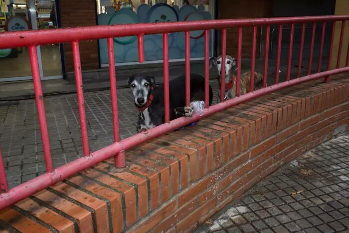 A Photograph Of Dogs