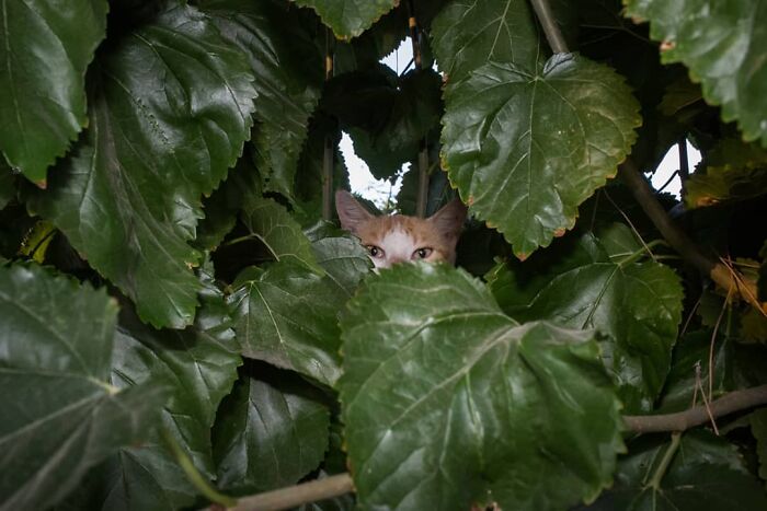 A Photograph Of A Cat