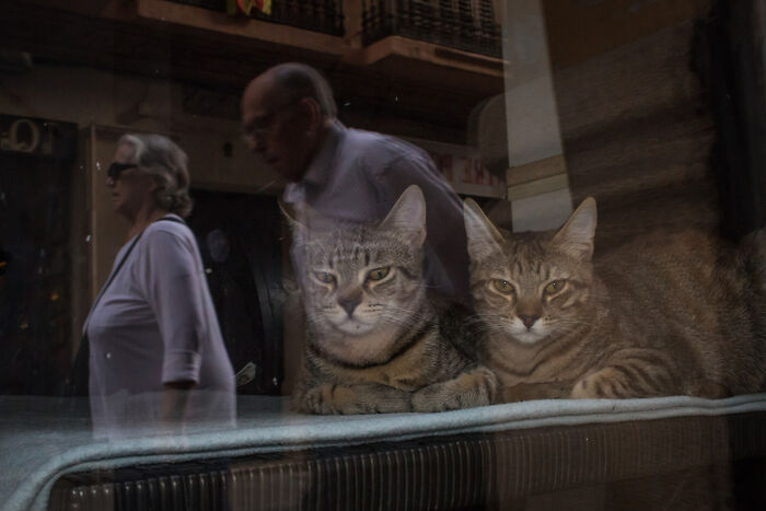 A Photograph Of Cats