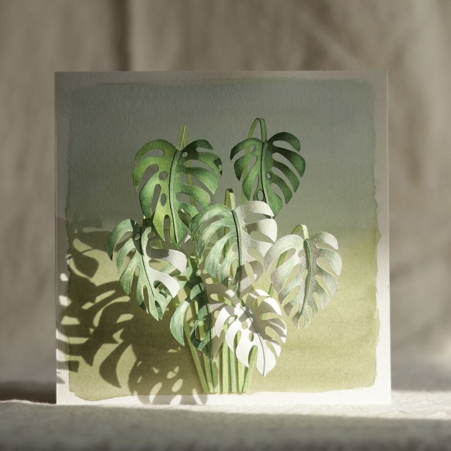 Monstera Borsigiana Albo Variegata