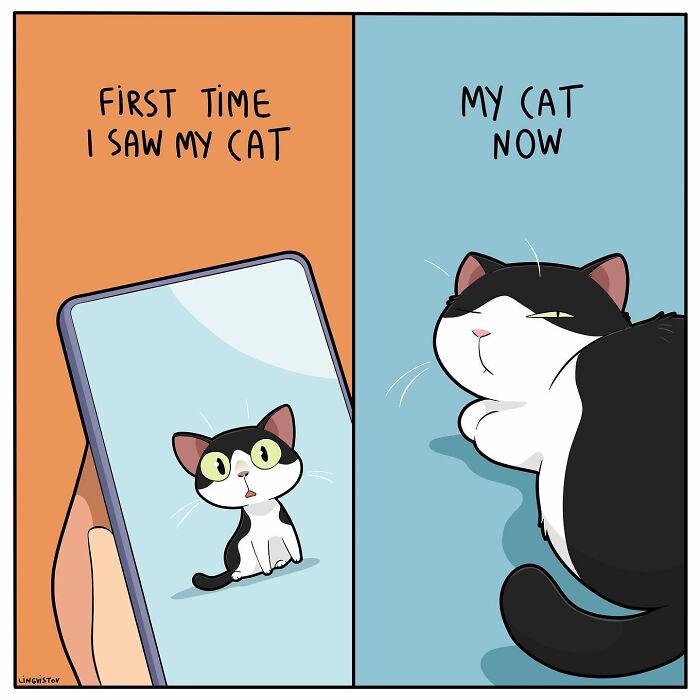 Illustration showing the change in a cat's appearance from first meeting to living with it, capturing cat life humor.