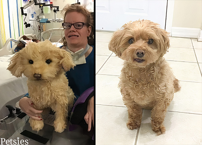 Owners Who Lost Their Pets Receive A Stuffed Clone Of Their Pet (52 New Pics)