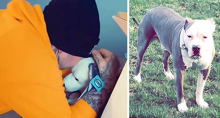 Owners Who Lost Their Pets Receive A Stuffed Clone Of Their Pet (52 New Pics)