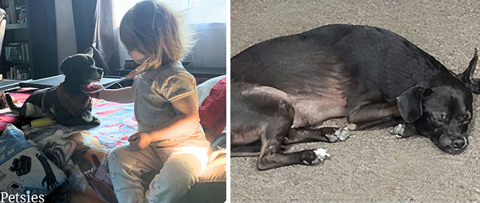 Owners Who Lost Their Pets Receive A Stuffed Clone Of Their Pet (52 New Pics)